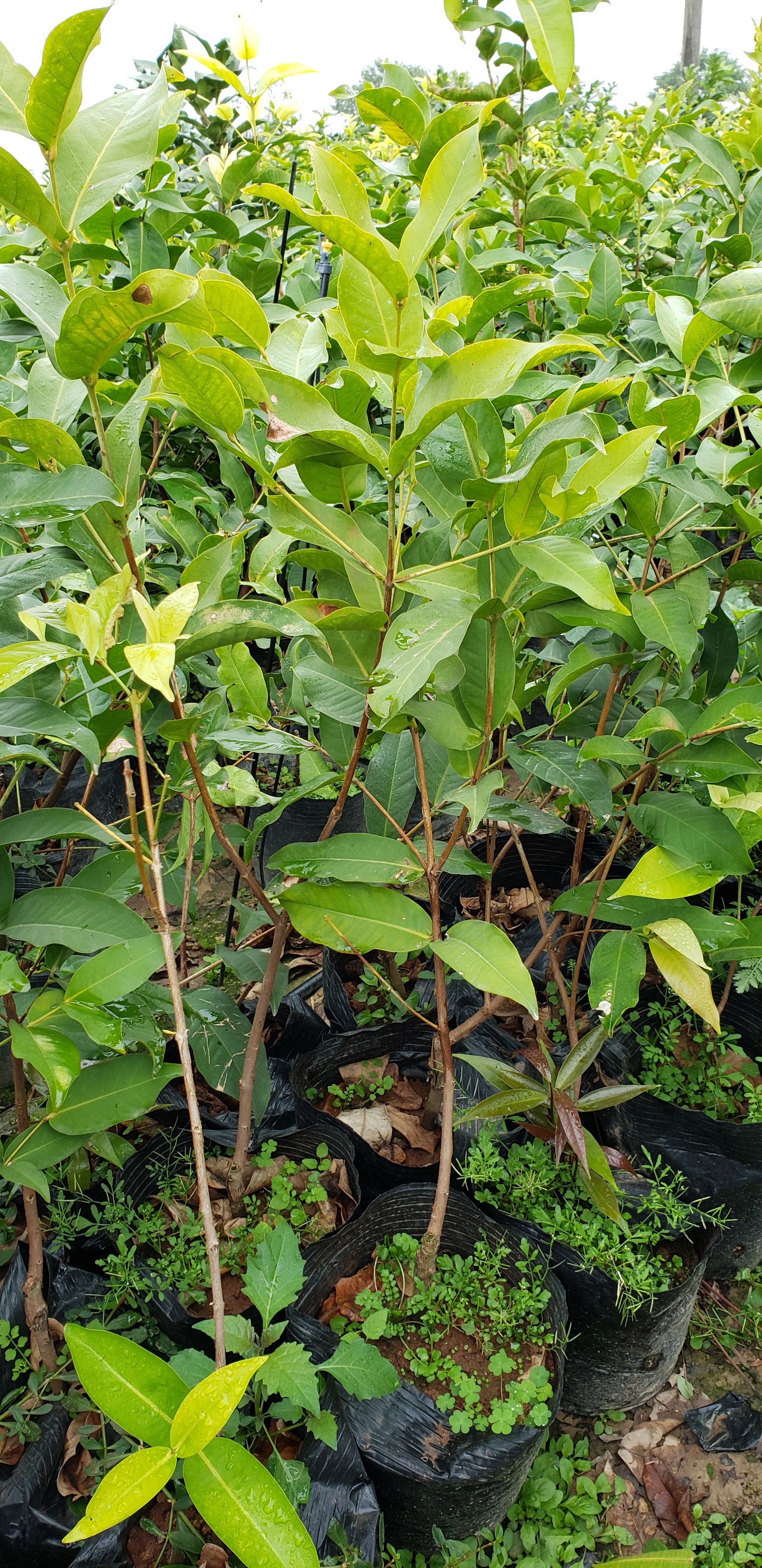 黑糖芭比莲雾苗  莲雾苗 黑糖芭比莲雾