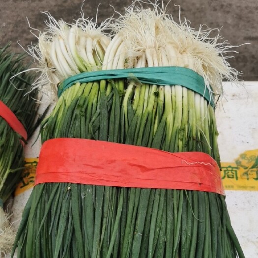 修文县香葱 葱