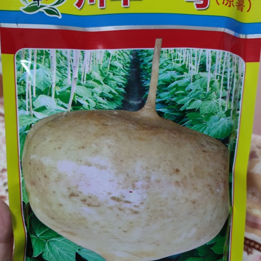 余干县凉薯种子  成都双流牧马山双鑫川早一号，400克，地瓜嫩脆，