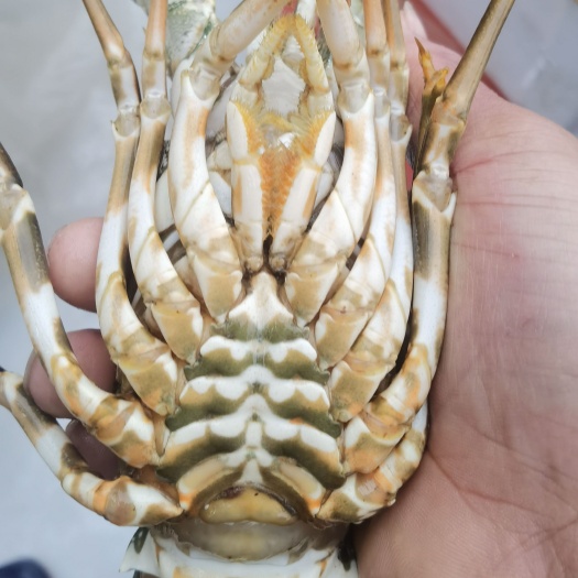 广州 小青龙龙虾 生冻冰鲜小青龙