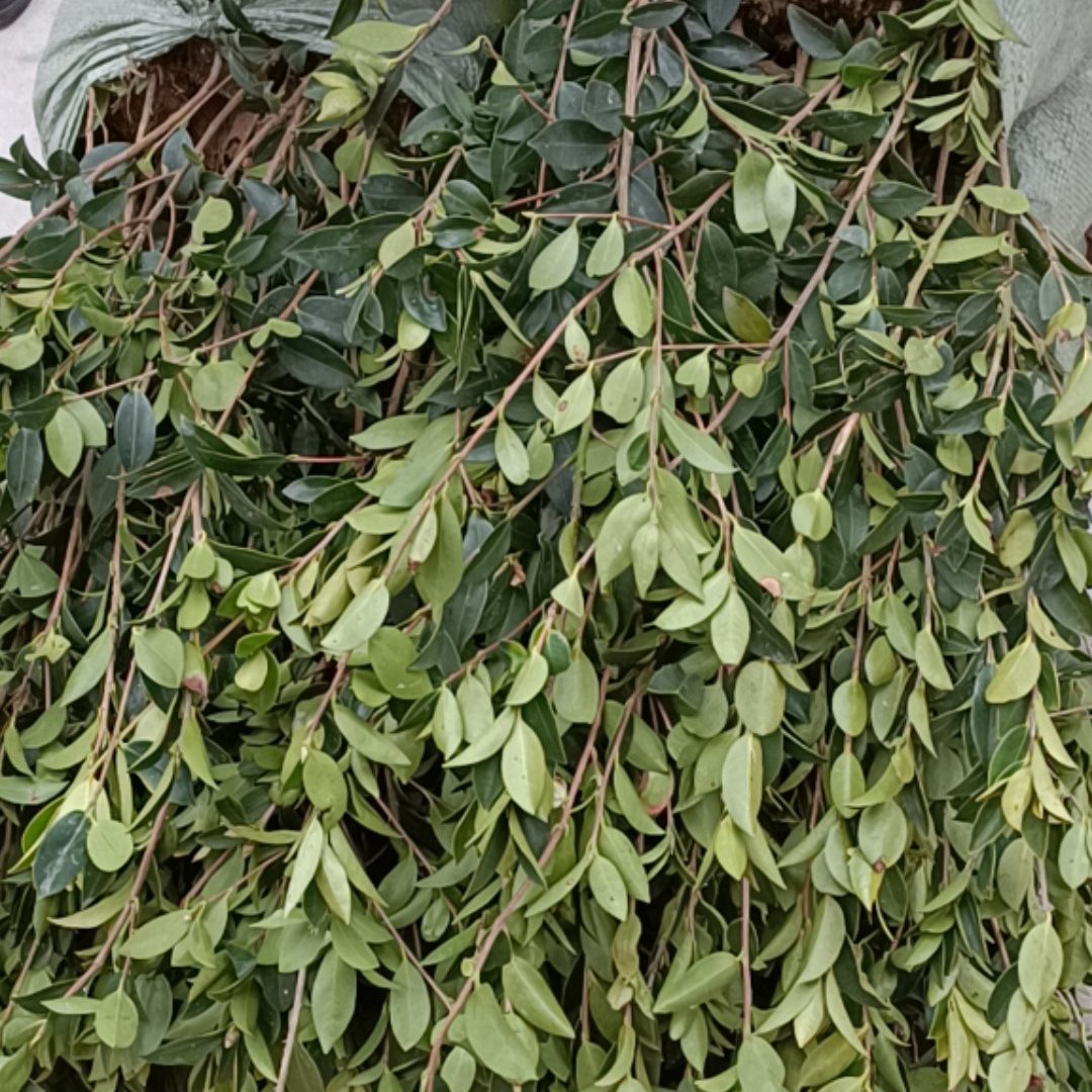 油茶树苗