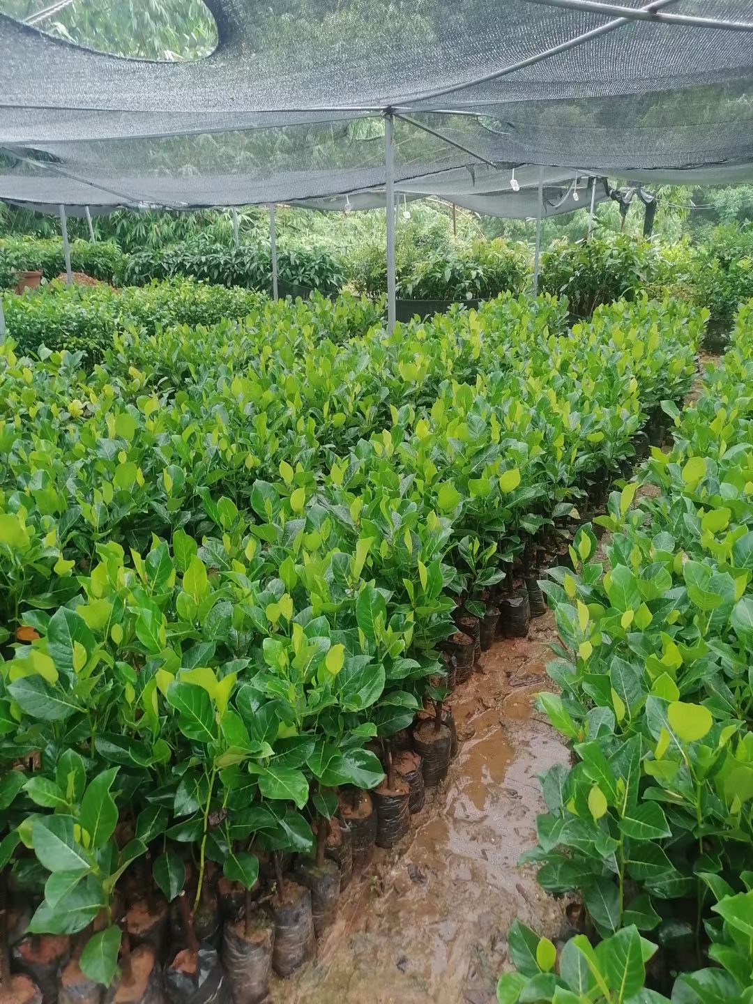马来西亚一号菠萝蜜苗树菠萝蜜苗