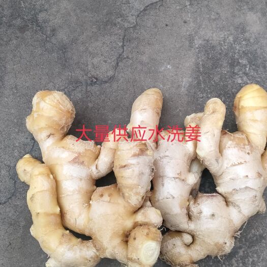磁县大黄姜 生姜