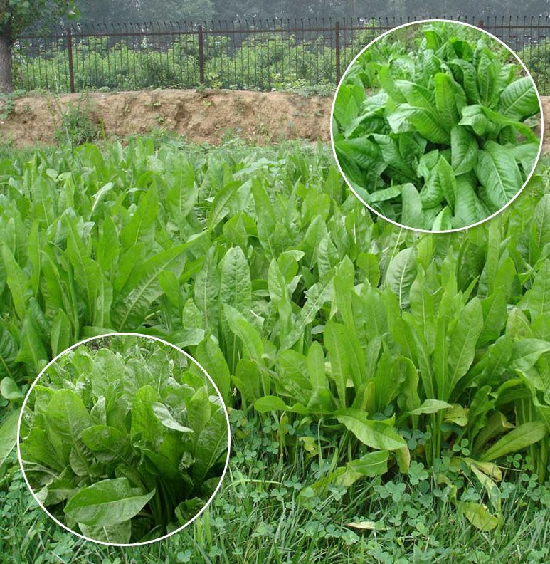 鲁梅克斯种子俄罗斯饲料菜种籽多年生四季耐寒牧草喂家禽家畜