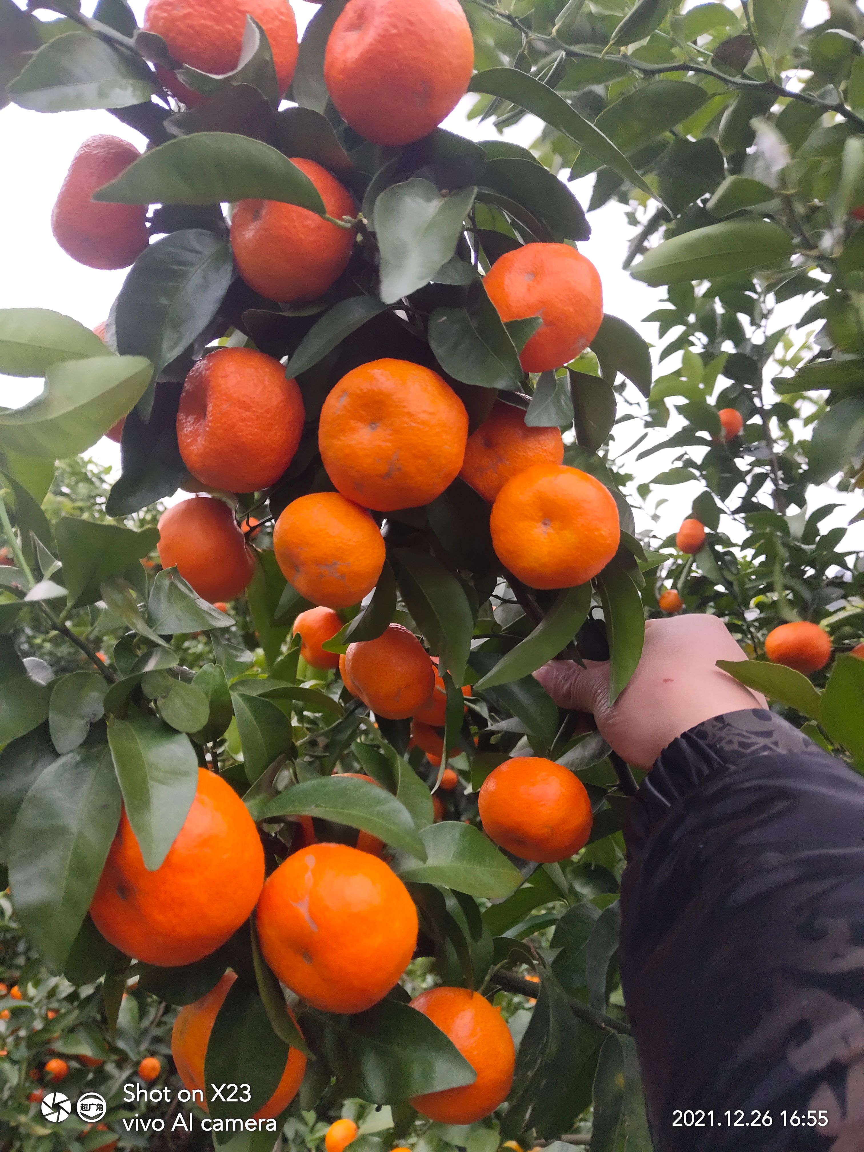 沙糖桔 砂糖橘