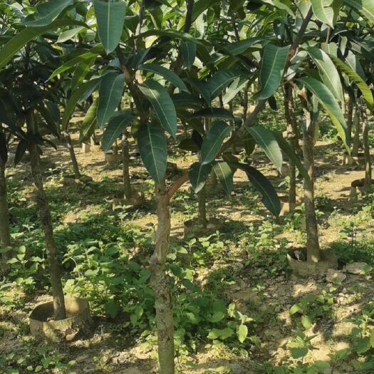钦州金煌芒果苗 100万棵芒果苗基地直供