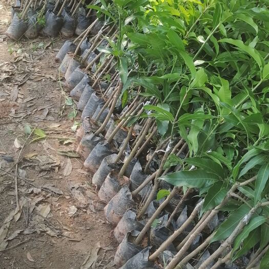 灵山县台农一号芒果苗／芒果树苗