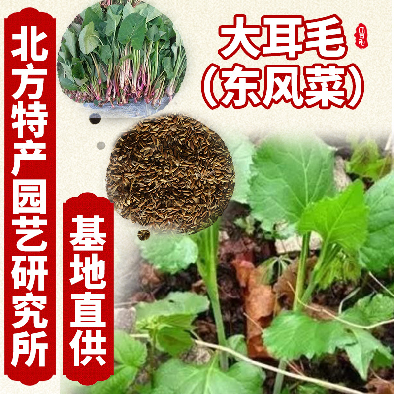 通化县东风菜种子 （大耳毛）种子提供种植资料 当年新采摘新种