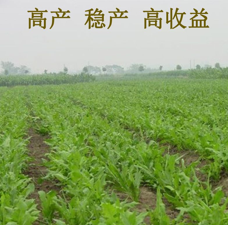 鲁梅克斯种子俄罗斯饲料菜种籽多年生四季耐寒牧草喂家禽家畜