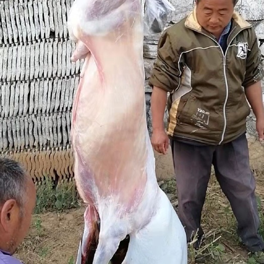 宿州羊肉类   放养黑山羊羊肉，真空包装冷冻发货损坏包赔