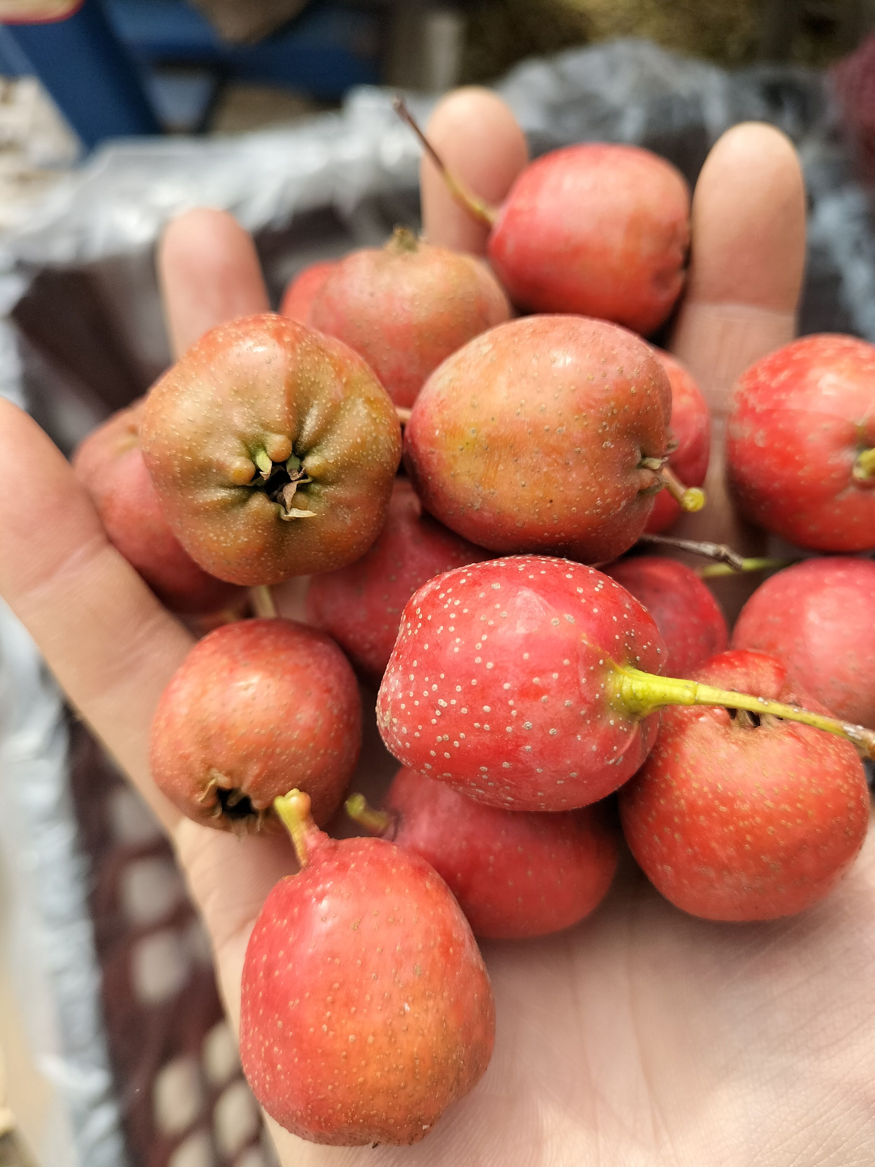 大五棱山楂，中果。一斤40到45个左右，挑选发货，量大优惠