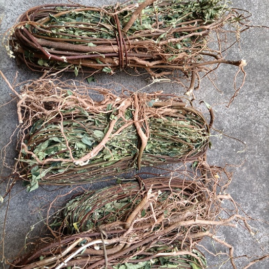 广州牛奶树根 白花地棉根