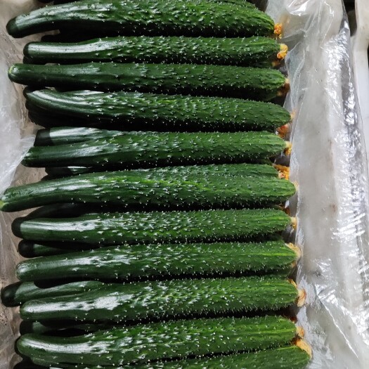 馆陶县刺黄瓜 精品黄瓜，现以大量上市，直接产地供货