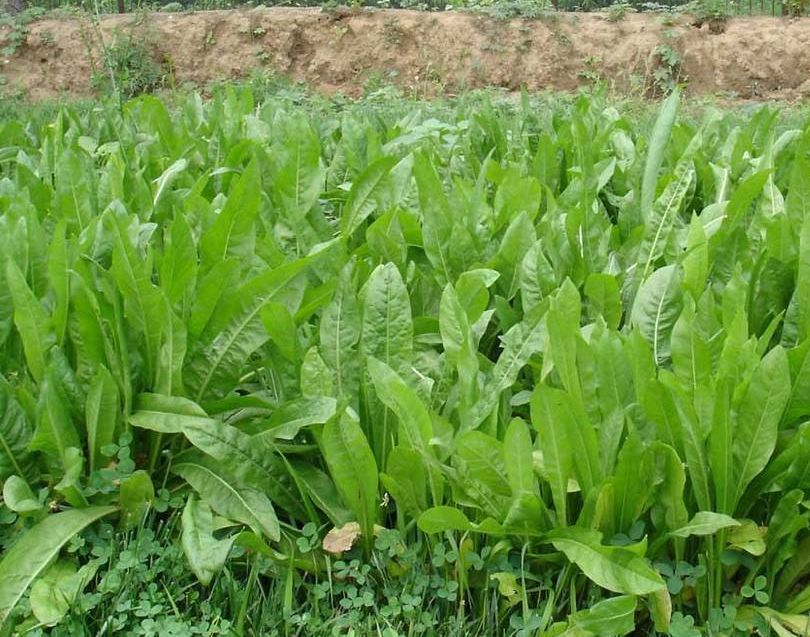 鲁梅克斯种子俄罗斯饲料菜种籽多年生四季耐寒牧草喂家禽家畜