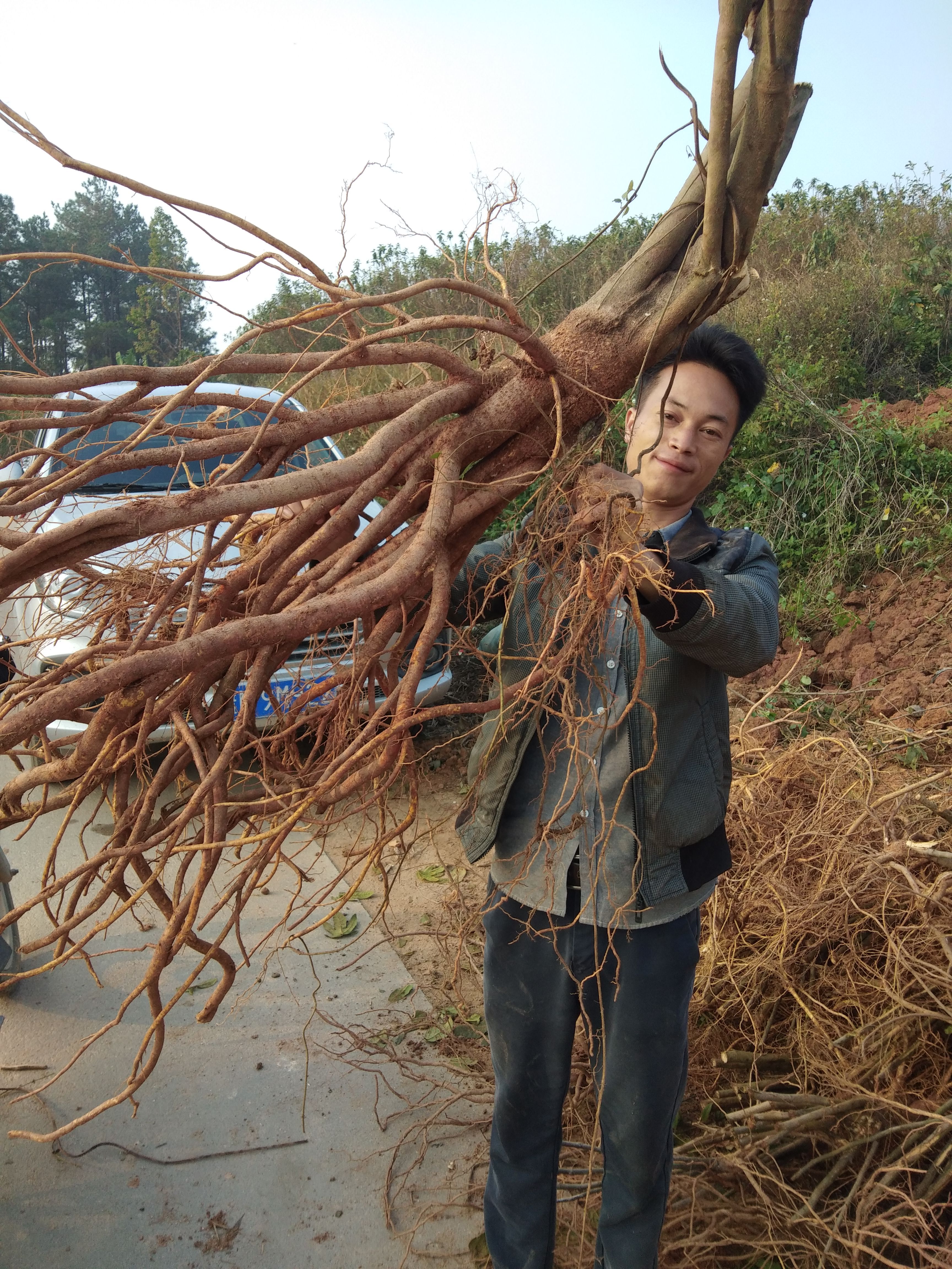 2023高产五指毛桃苗