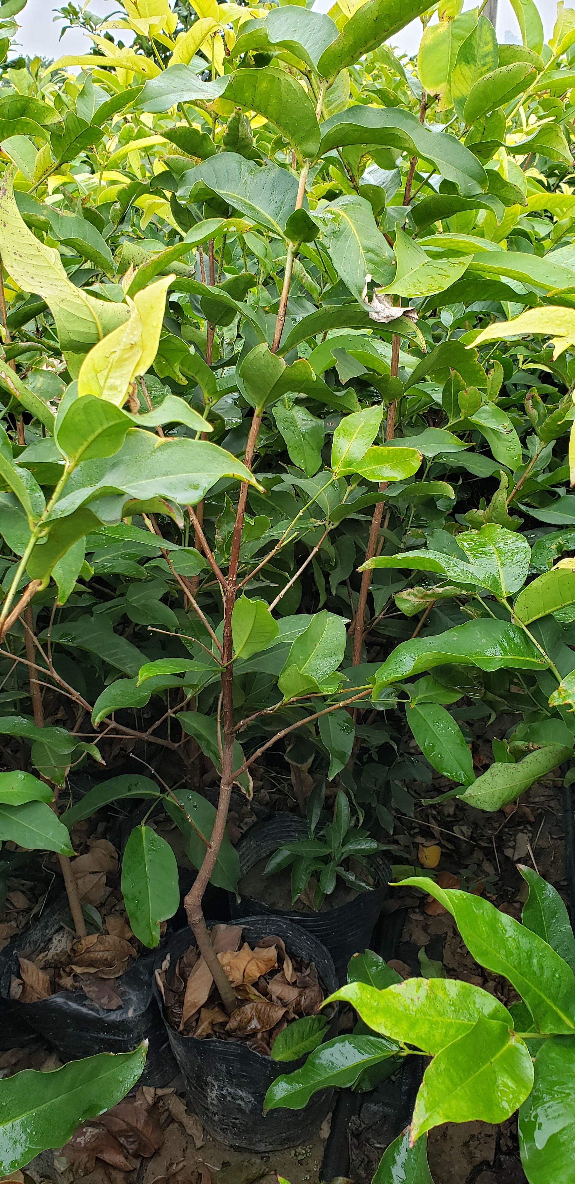 黑糖芭比莲雾苗  莲雾苗 黑糖芭比莲雾