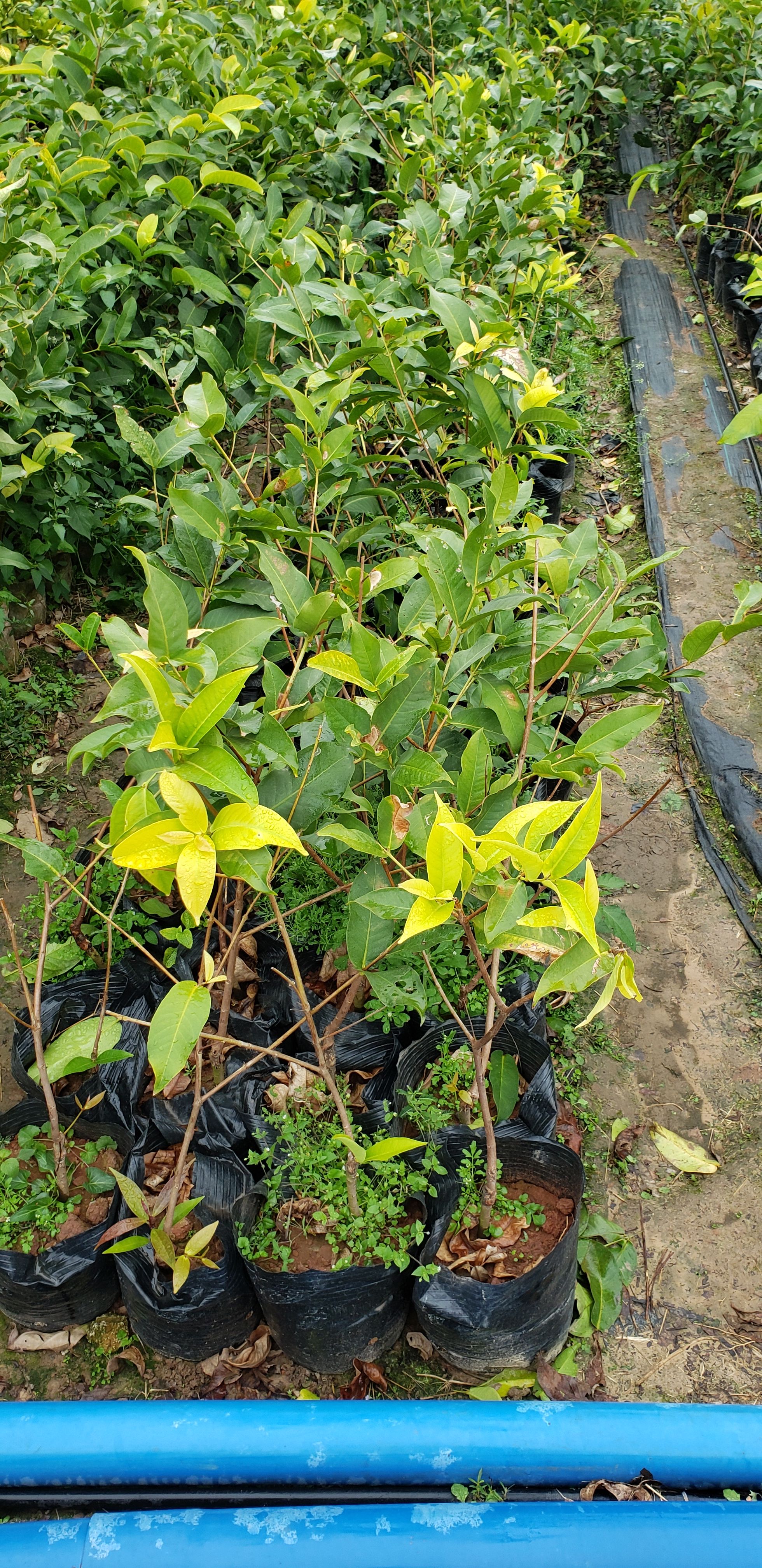 黑糖芭比莲雾苗  莲雾苗 黑糖芭比莲雾