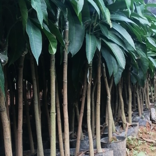 灵山县金煌芒果苗芒果树苗
