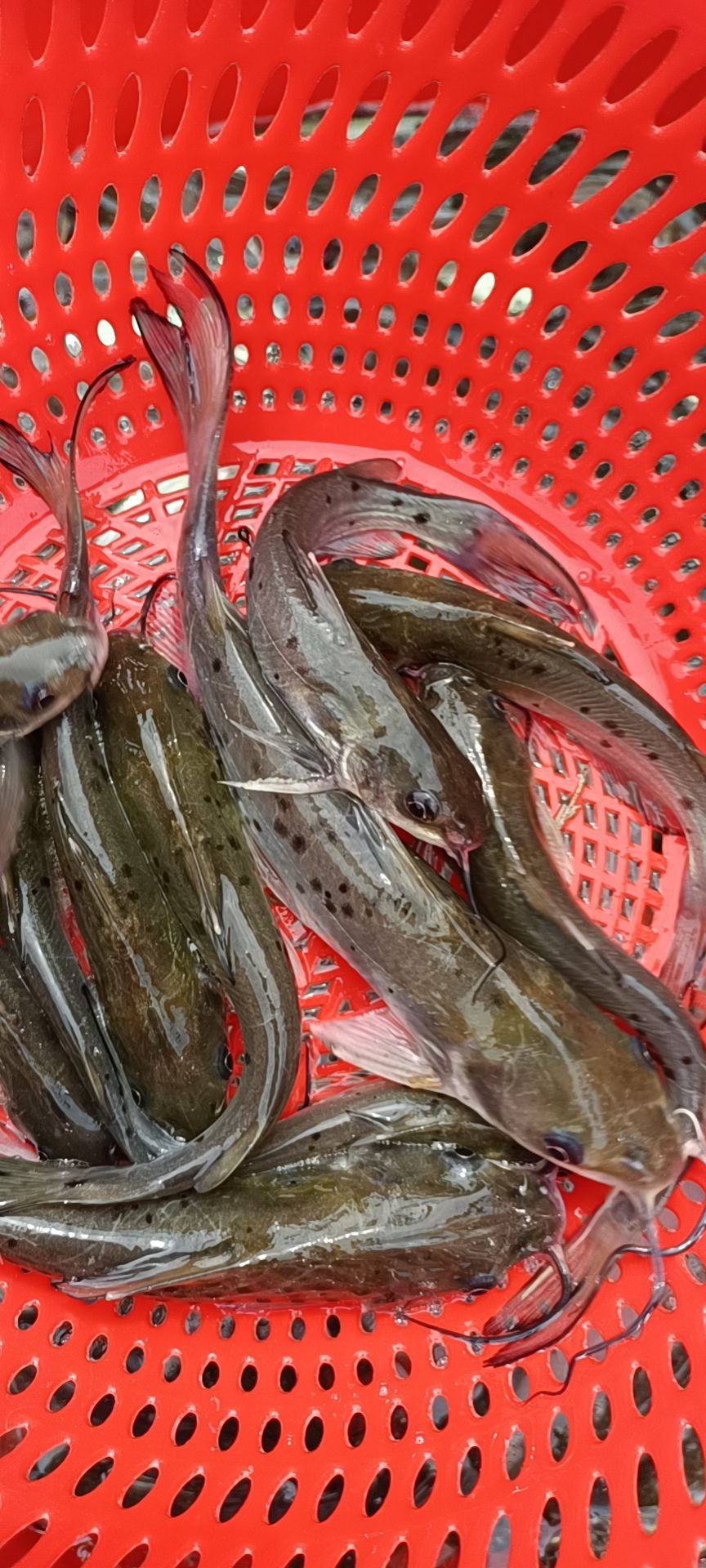叉尾鮰鱼苗 叉尾鱼苗