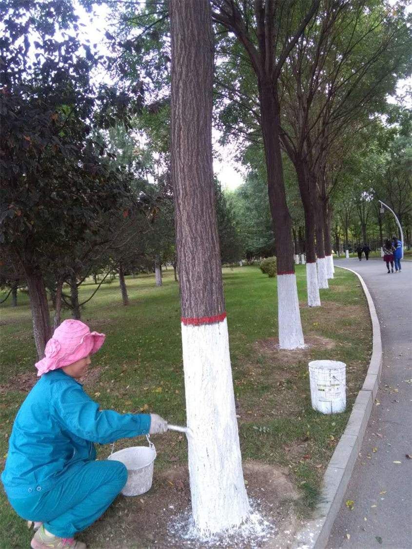 涂白剂 树木，果树，苗木 表面涂刷 保暖，抗病，防虫菌