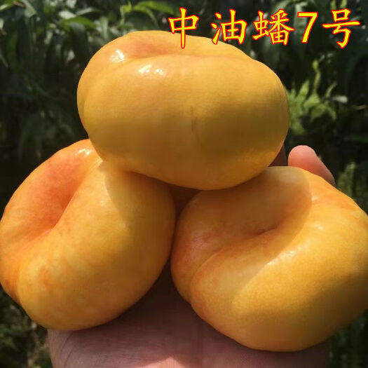 武陟县中油蟠7号-7月中旬成熟