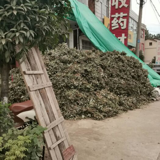 亳州短角淫羊藿  淫羊藿