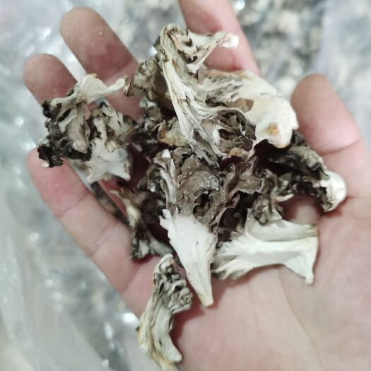 承德县栗蘑 干品舞茸