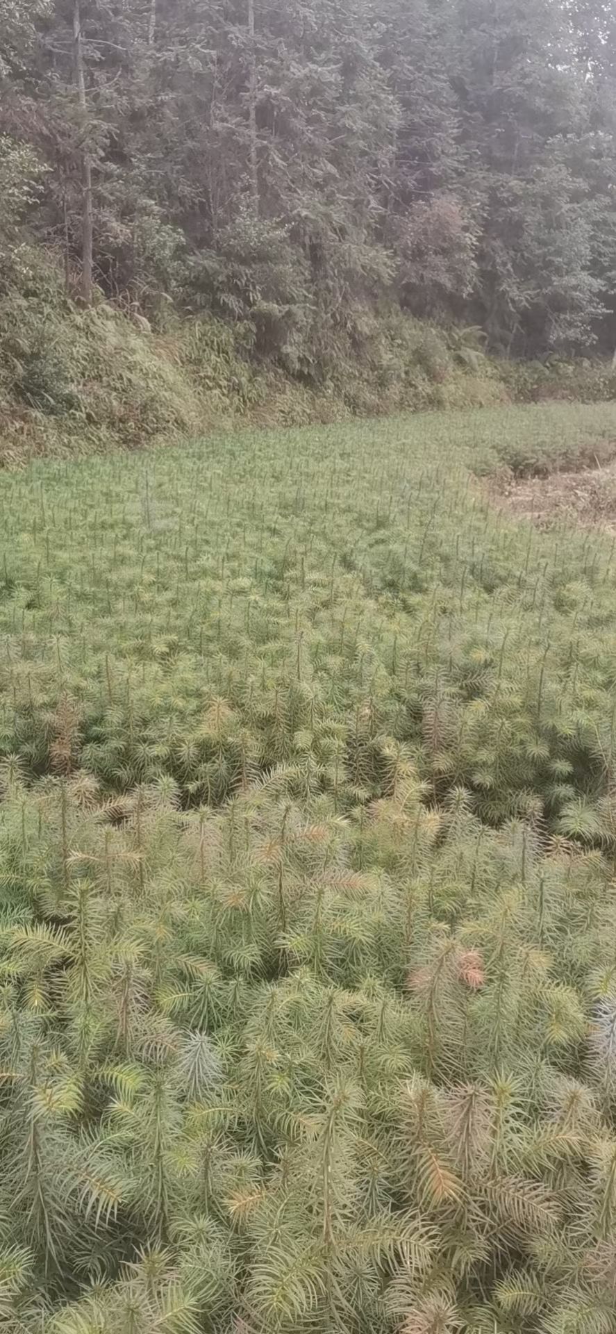 刺杉 杉苗一年苗。