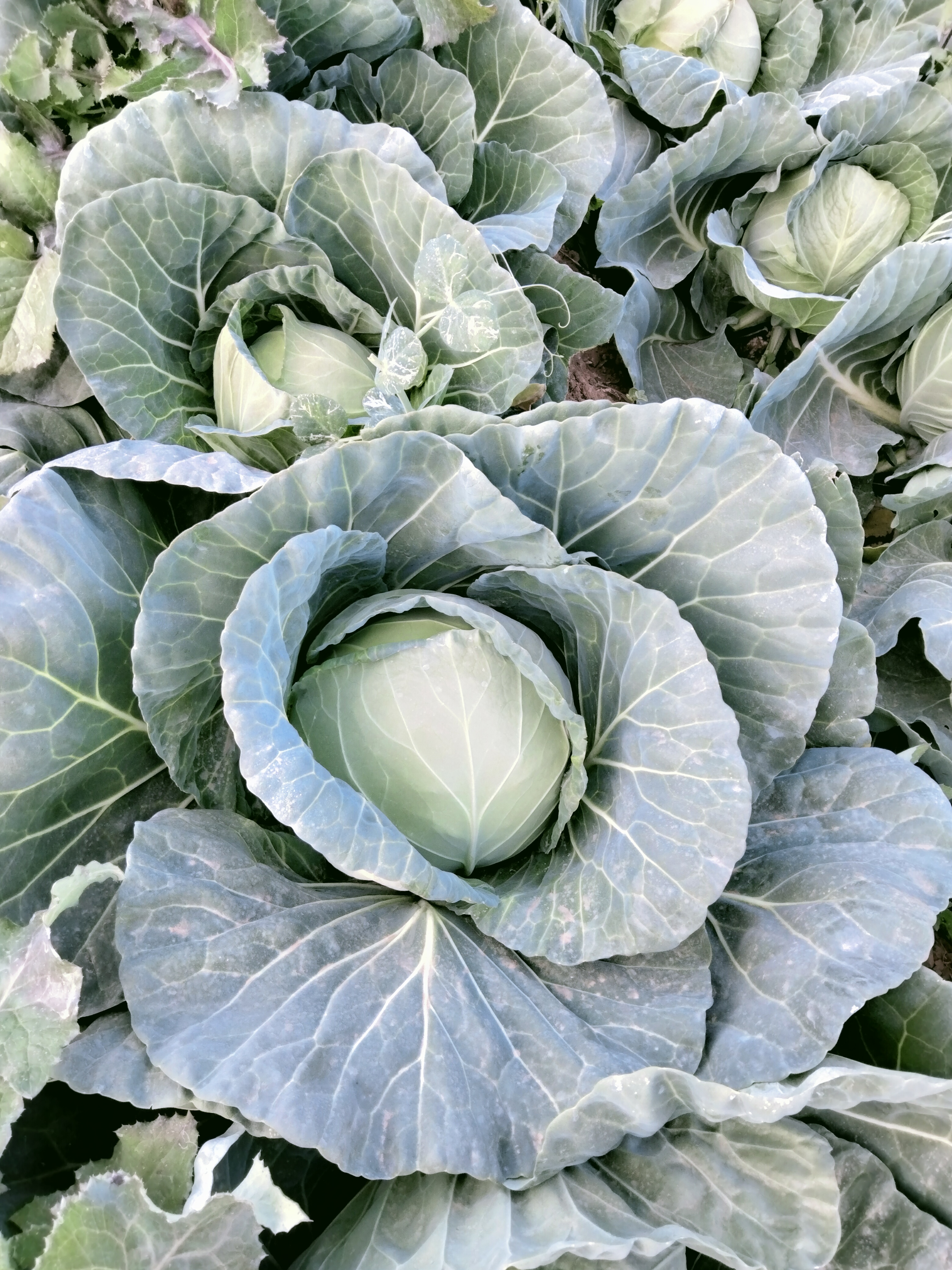 [绿包菜批发]绿包菜 包菜 云南省大理白族自治州宾川县 2～4斤价格0.5