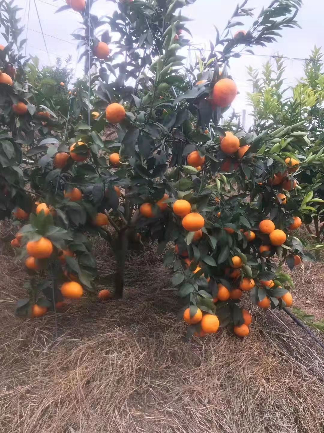柑桔 沃柑