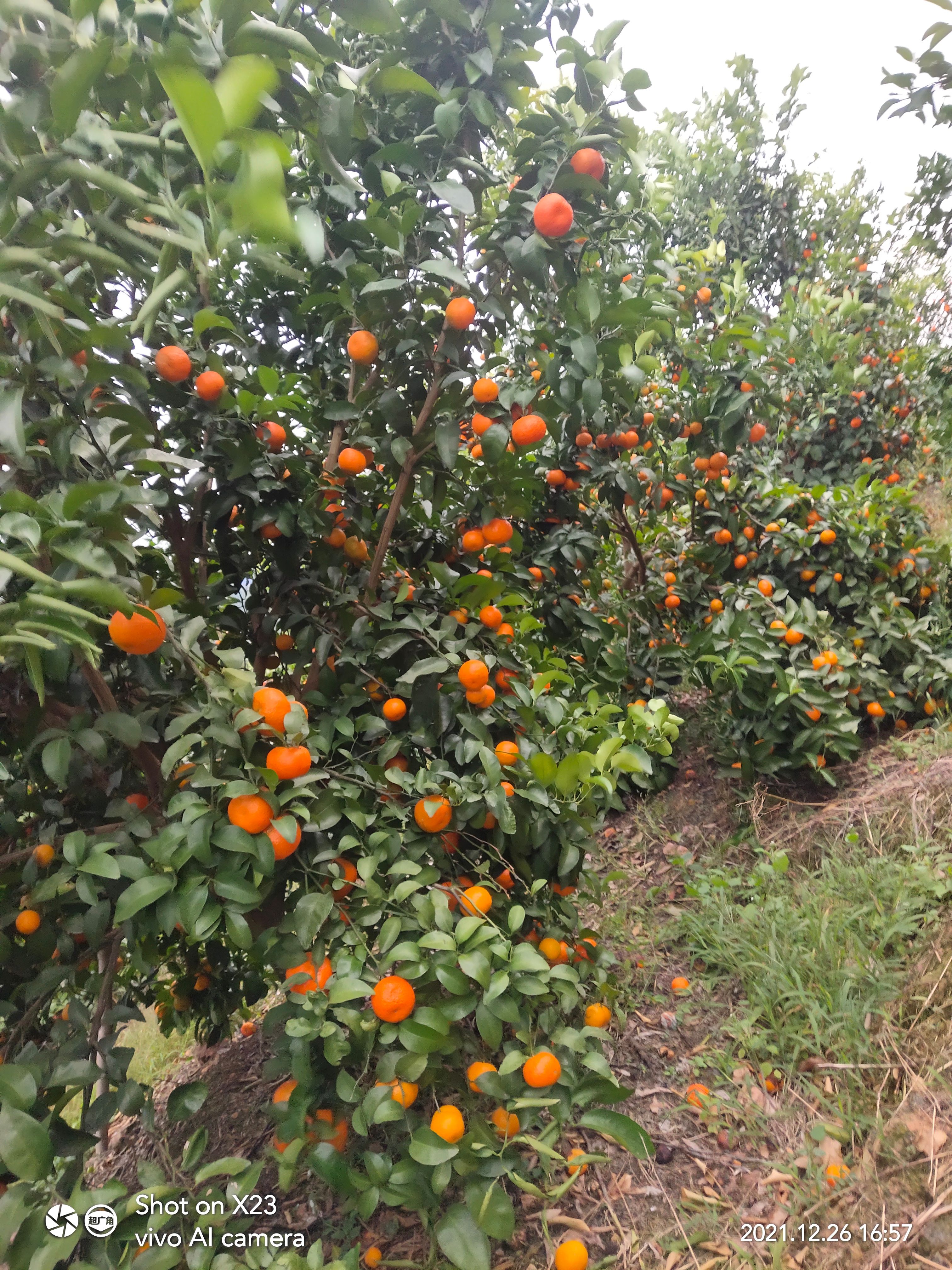 沙糖桔 砂糖橘