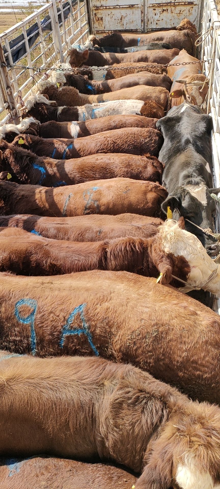 鲁甸县 西门塔尔牛，肉质好，吃着有口感。