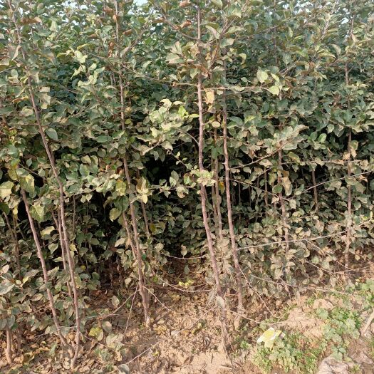 赞皇县苹果树苗 苹果苗