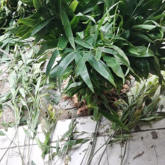 成都黄精切苗