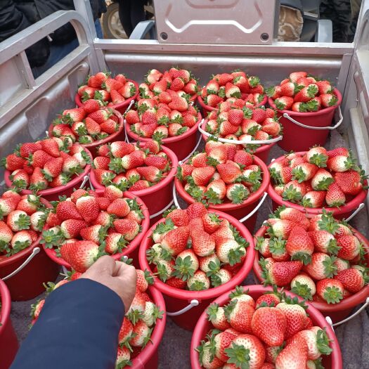 莒南县 甜查理草莓！！九香草莓！！！！