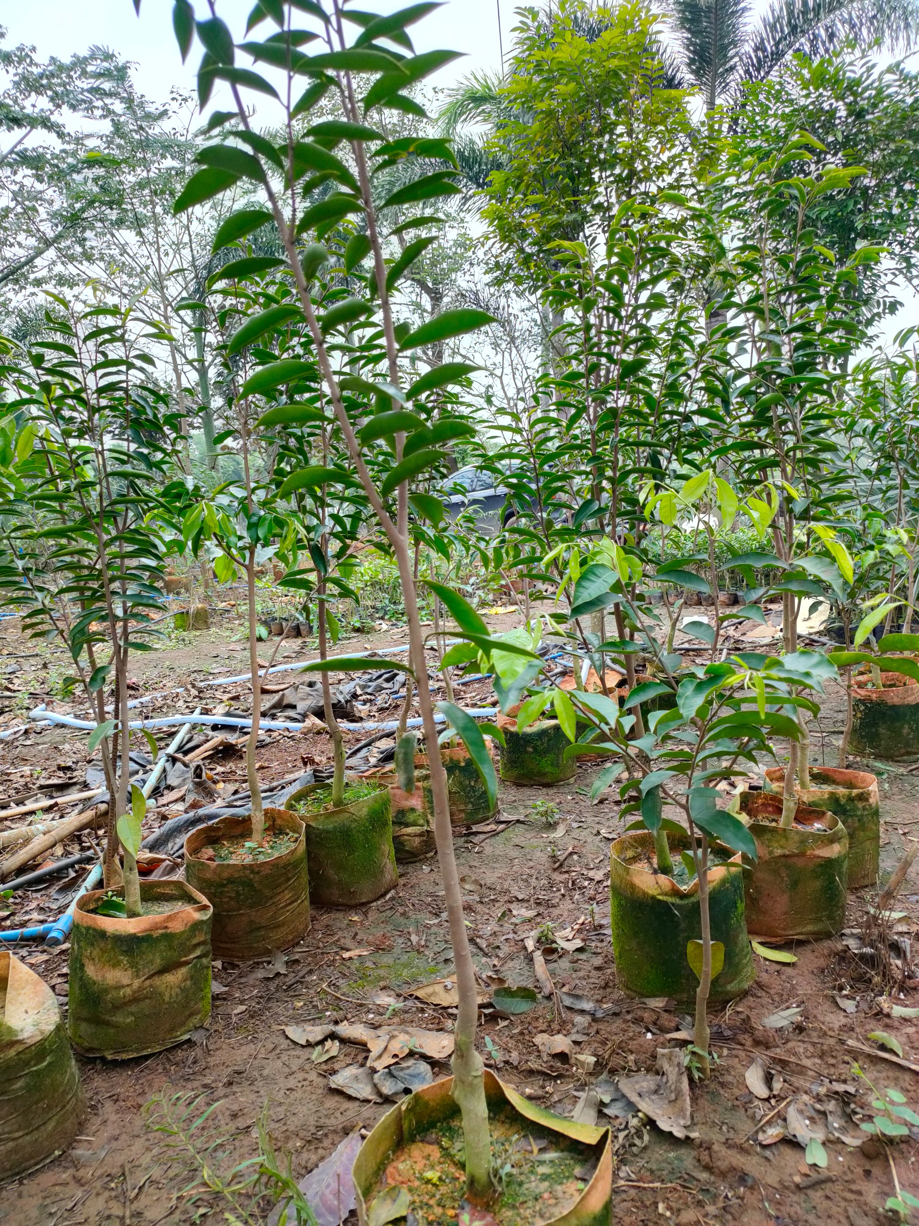 奇楠沉香树 奇楠沉香苗品种白奇《一年半
的苗》