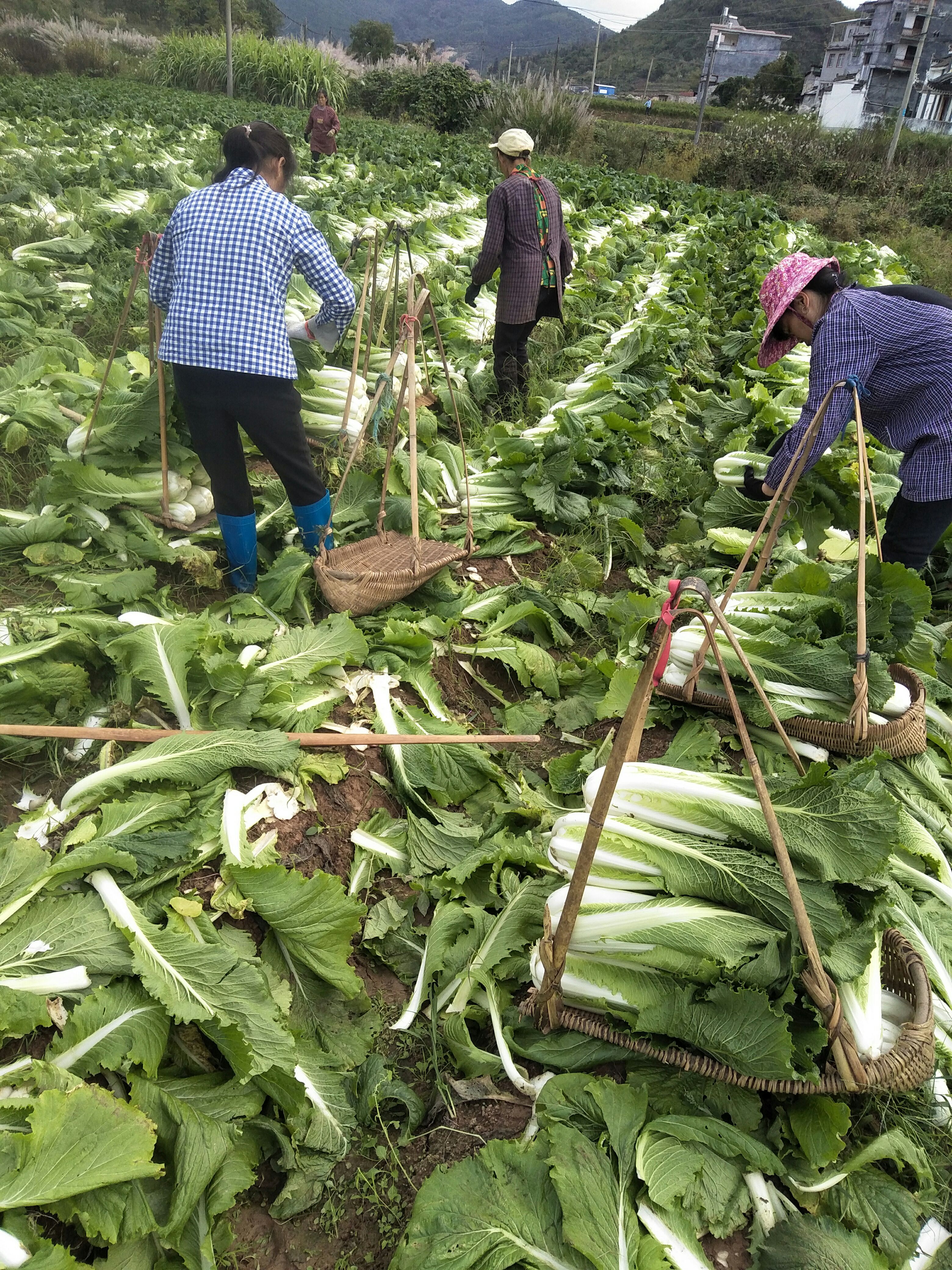  白菜，竹筒青，十九号，青杂，尖尾白菜大量上市