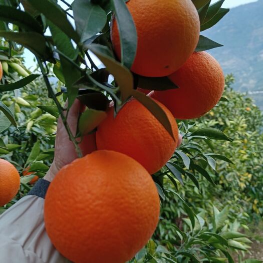 秭归县脐橙 湖北秭归橙子圆红颜色口感俱佳。