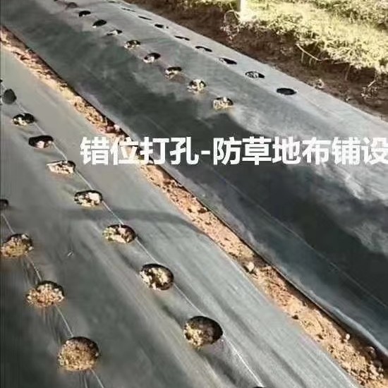加厚打孔防草布 抗老化可降解地布 户外使用三到五年