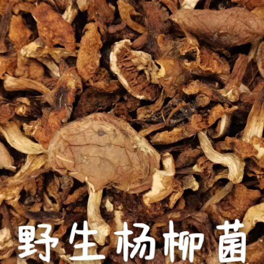 松潘县野生香菇 野生杨柳菌干货