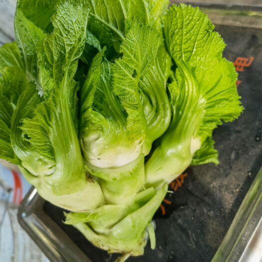 盐亭县精品儿菜批量出售