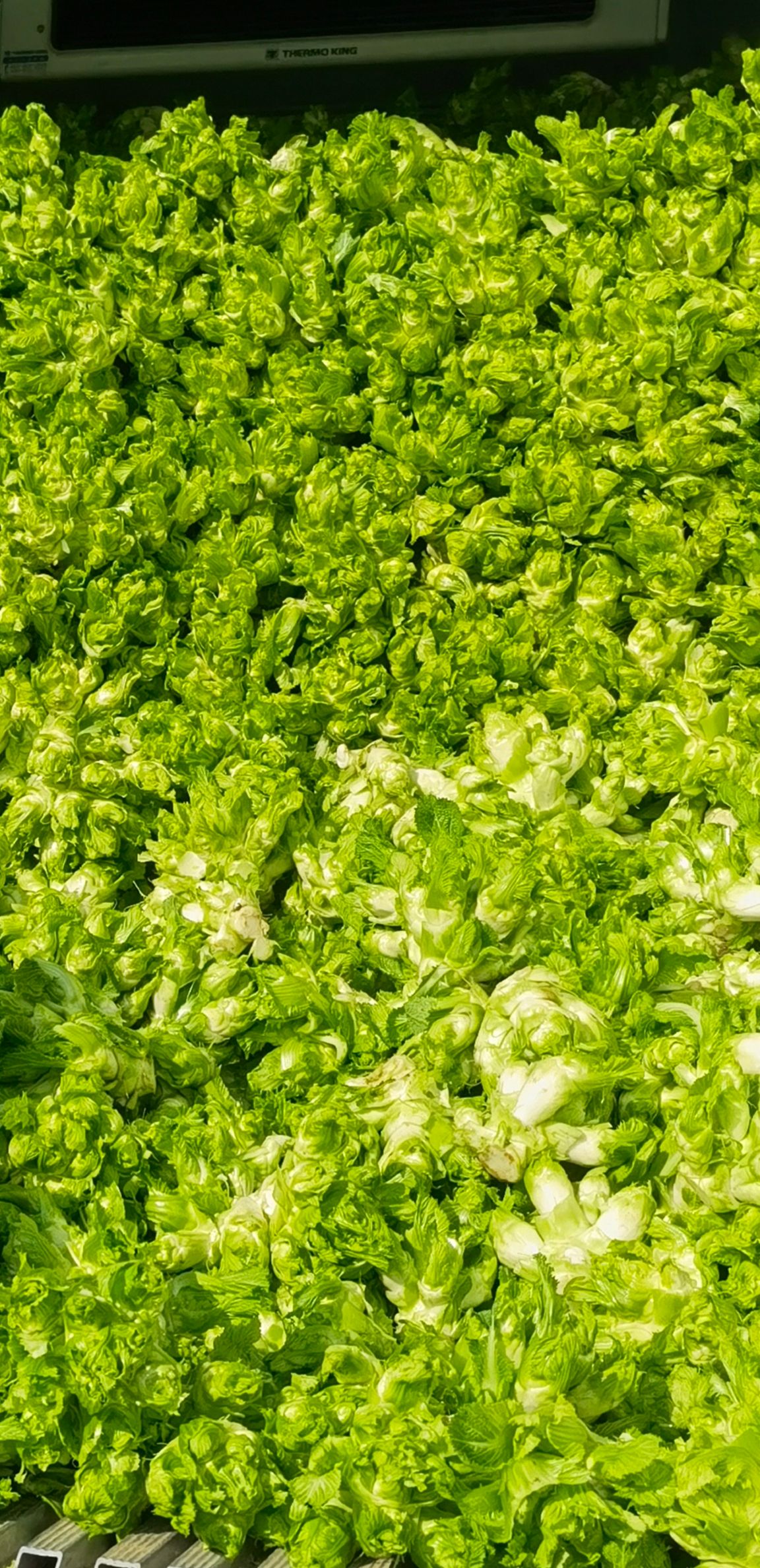 精品儿菜批量出售