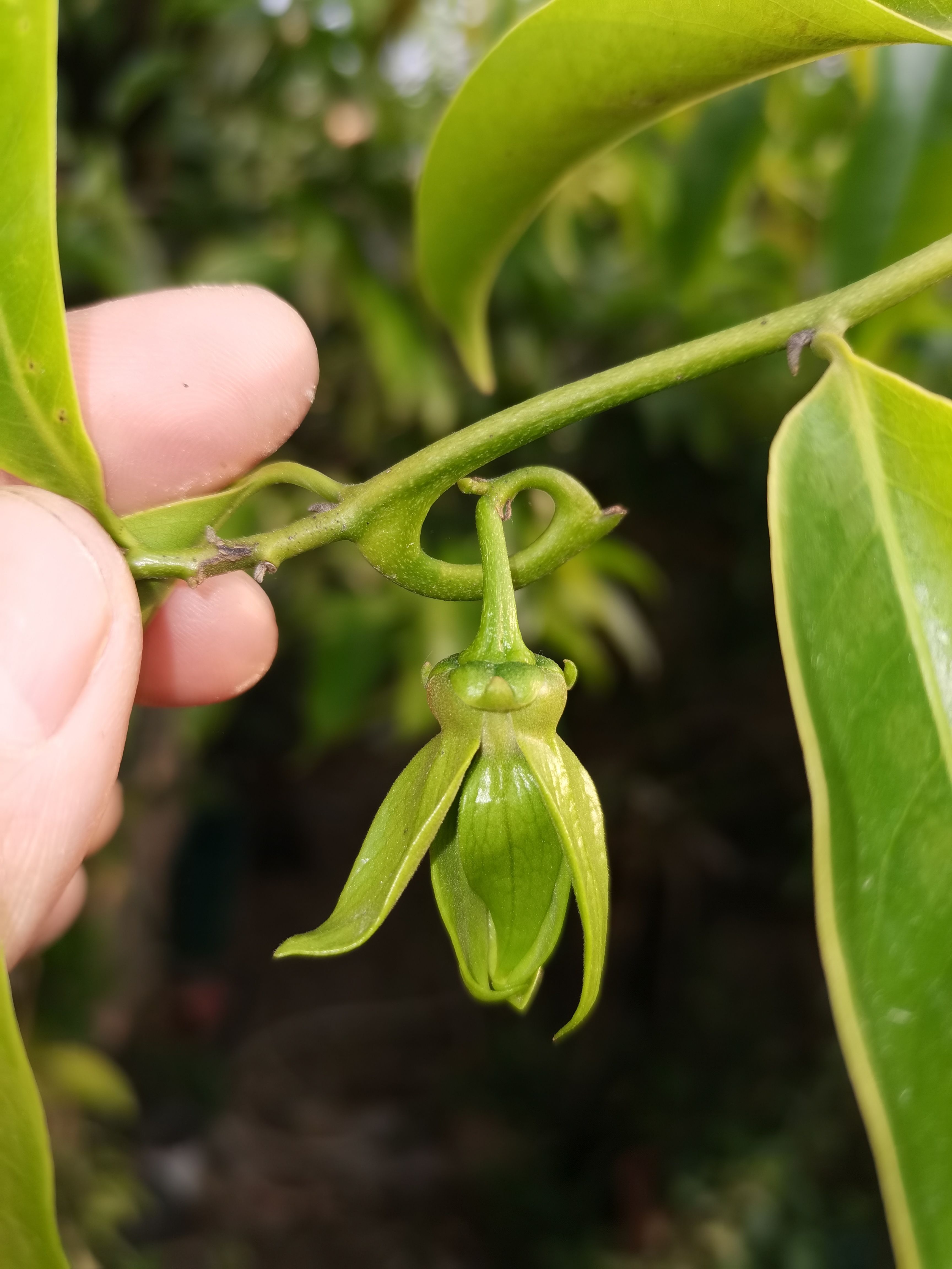 刺楠盆景 高端芳香植物，家庭农场，特色农业引种特色植物，