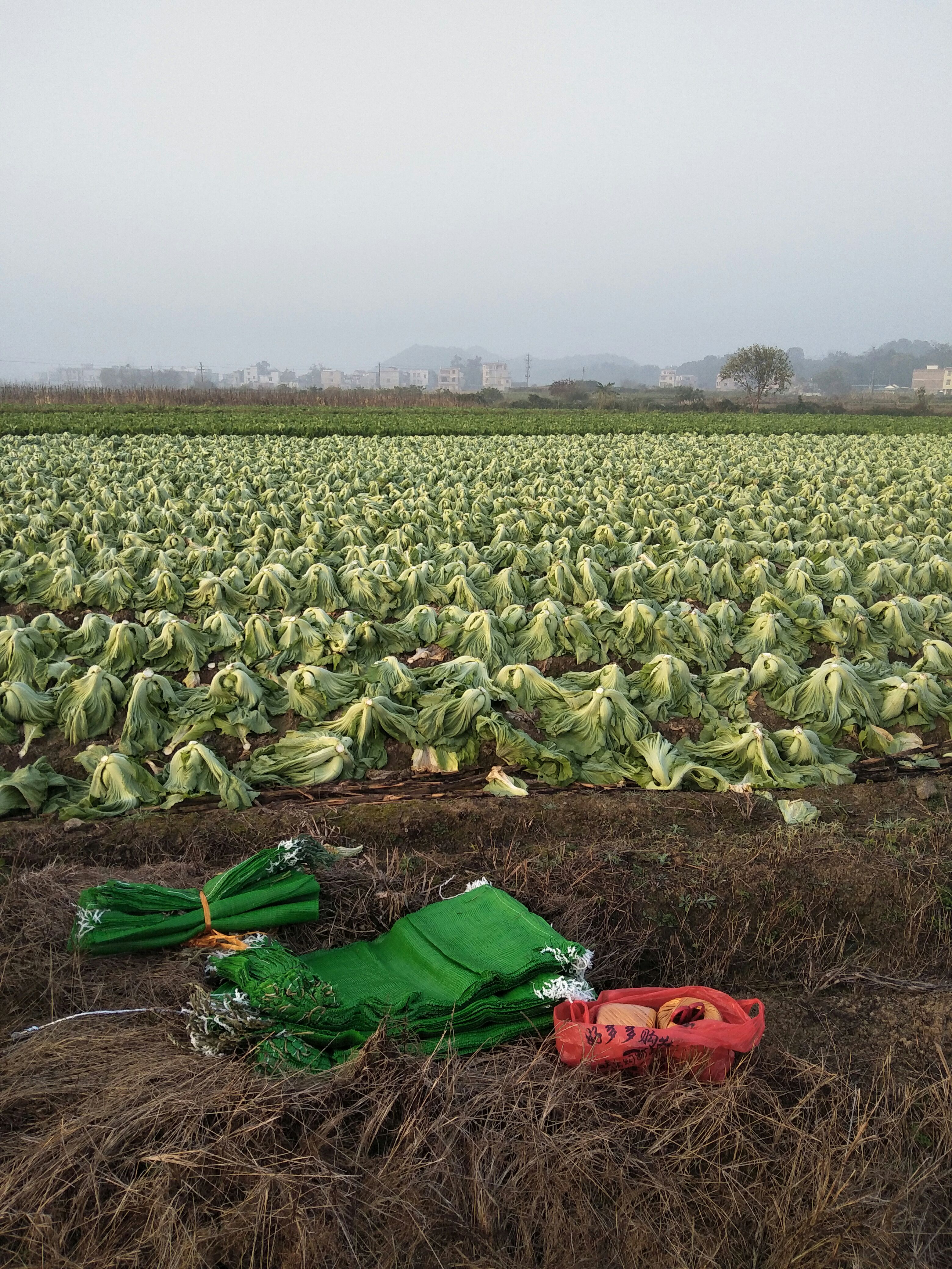 芥菜，包心芥菜，大量上市了，物美价廉