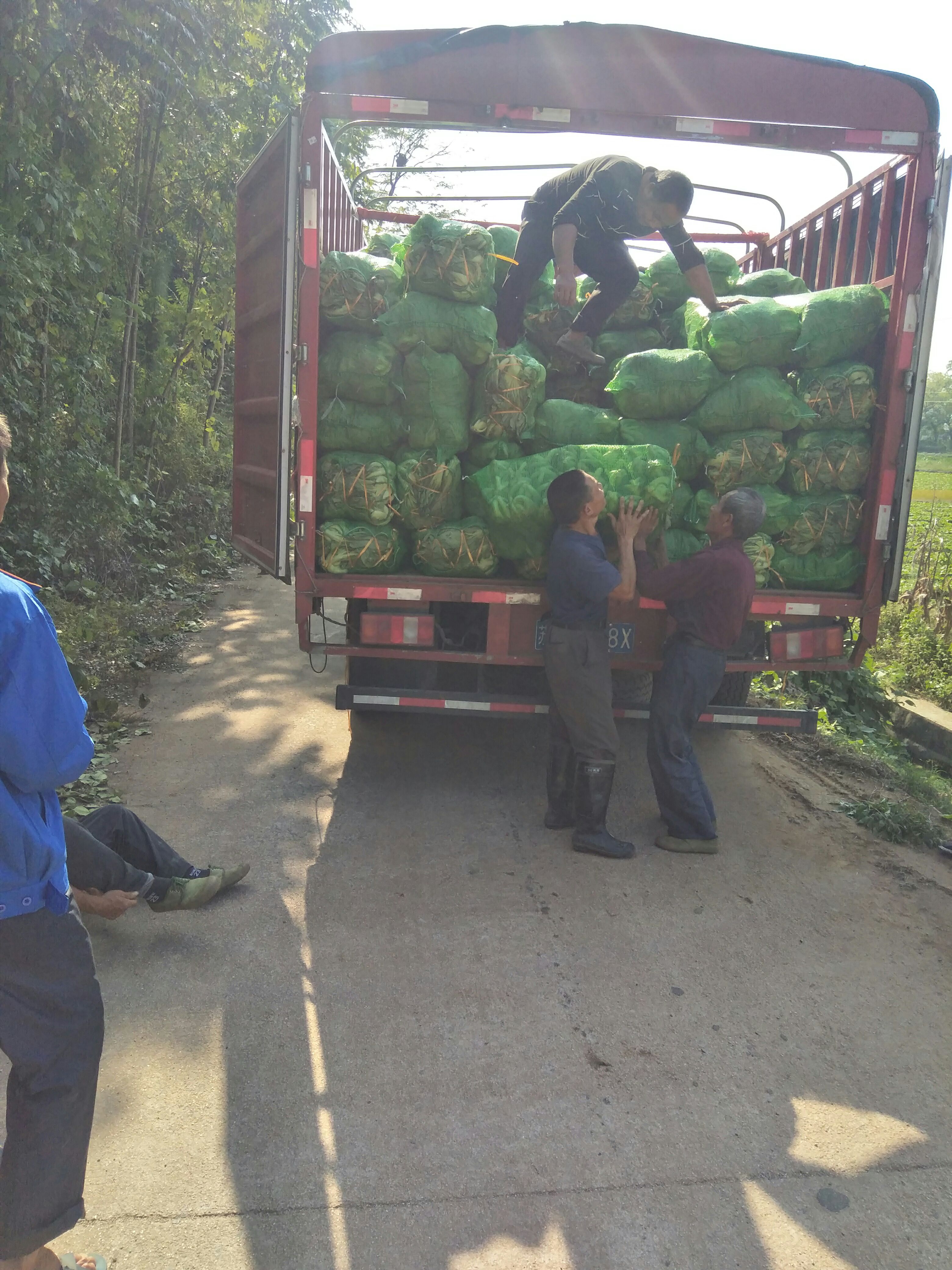芥菜，包心芥菜，大量上市了，物美价廉