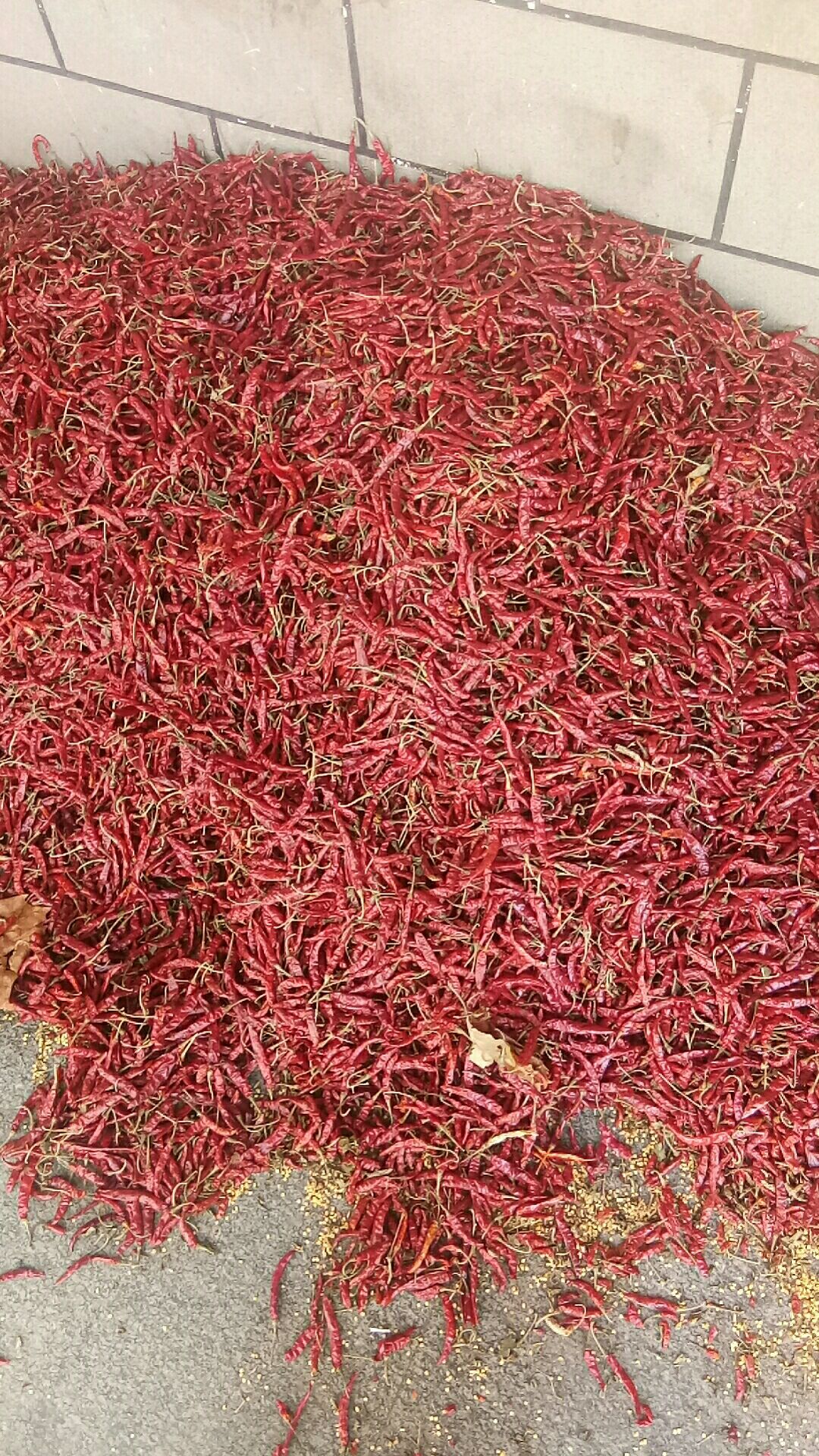 魔鬼辣椒 印度s17，批发零售