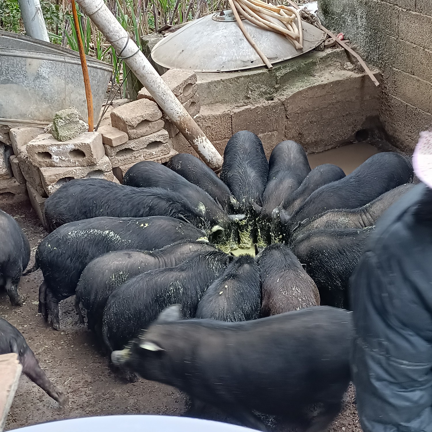 喂养吃青料草长大的土香猪