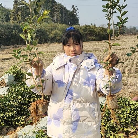 丰城市长林系列嫁接油茶苗  油茶树  长林系列油茶苗杯苗，