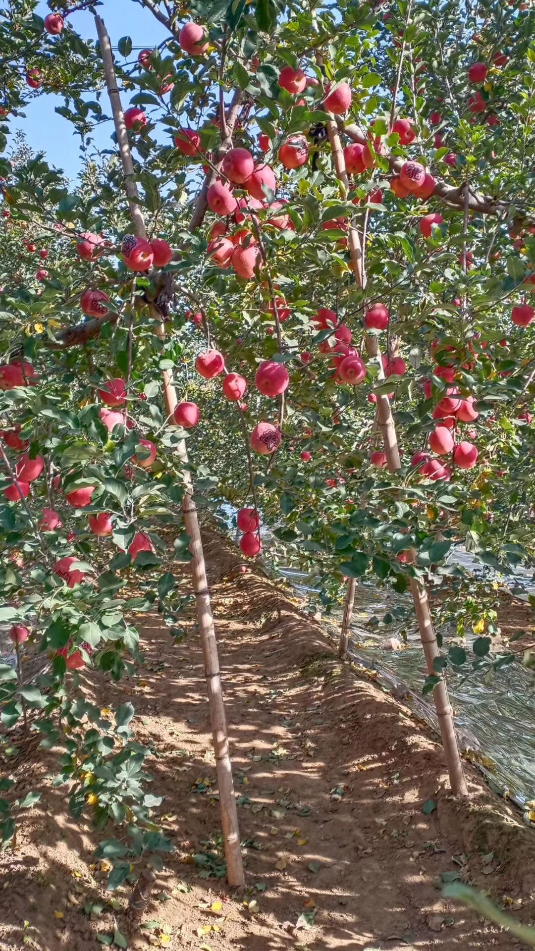 河北易县狼牙山晚熟纸袋红富士苹果，特甜特脆！节日馈送佳品！