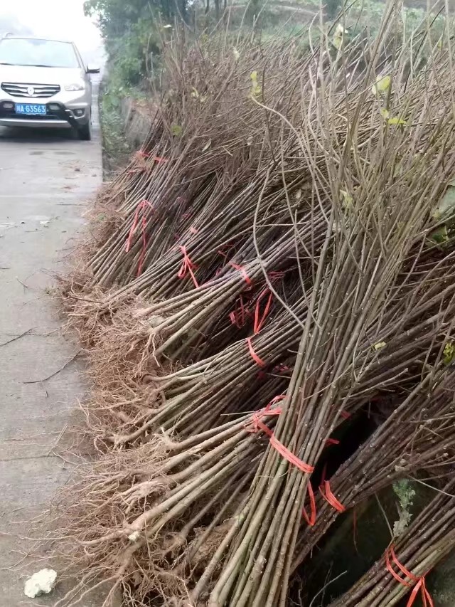 桐花树苗 观赏于一体的高档木本油料植物